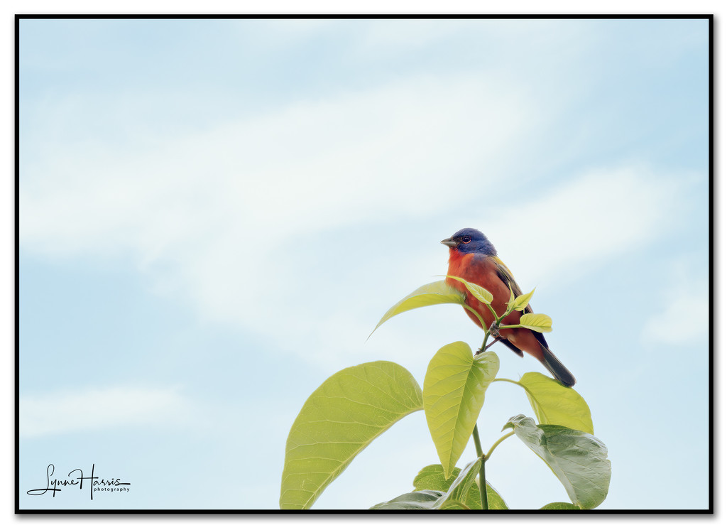 Painted Bunting by lynne5477