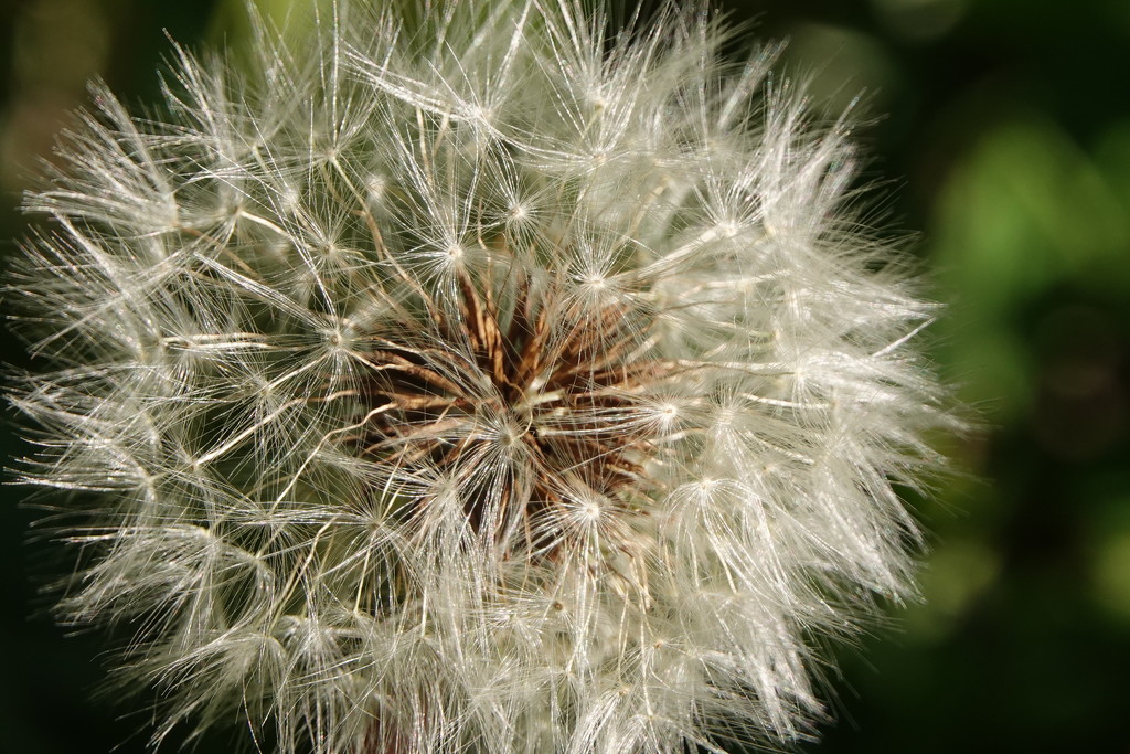 Dandelion by radiogirl