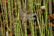 1st Jun 2021 - FOUR SPOTTED CHASER