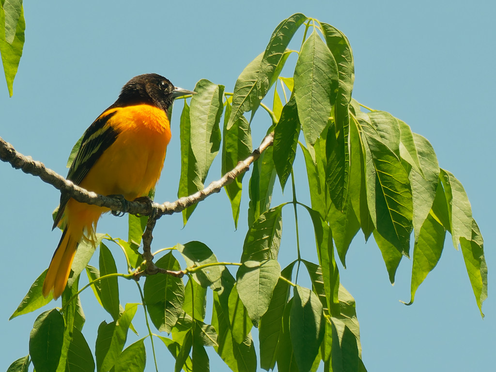 Baltimore oriole by rminer