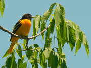29th May 2021 - Baltimore oriole