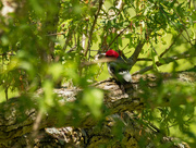 29th May 2021 - red headed woodpecker 