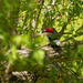 red headed woodpecker  by rminer