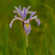 31st May 2021 - southern blue flag iris