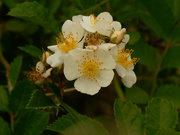 31st May 2021 - multi-flora rose