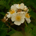 multi-flora rose by rminer