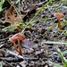 Tiny shrooms by sugarmuser