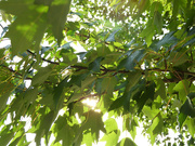 1st Jun 2021 - Tree Leaves in the Sunshine