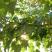 Tree Leaves in the Sunshine by homeschoolmom