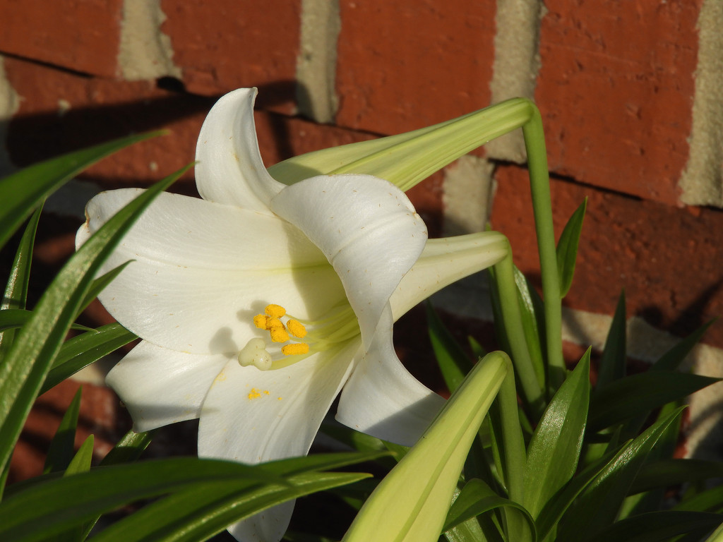 Golden Hour Lily by homeschoolmom
