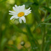 oxeye daisy by rminer