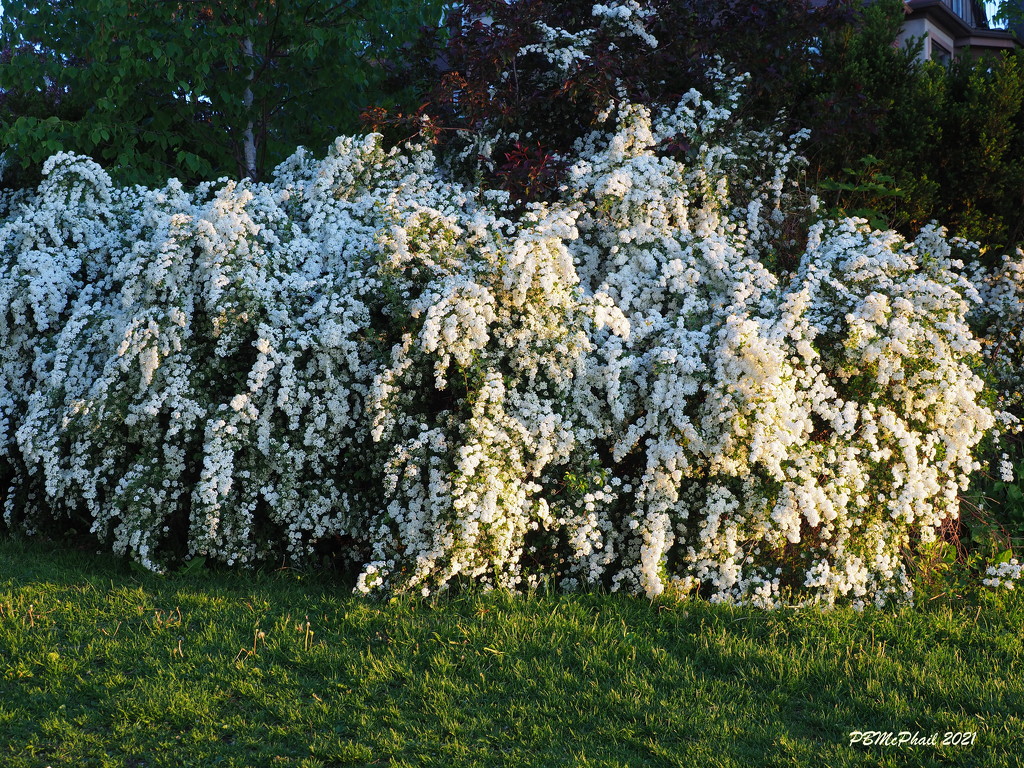 Bridal Wreath Spirea by selkie