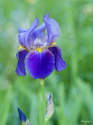 1st Jun 2021 - The Beautiful Iris