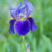 The Beautiful Iris by fayefaye