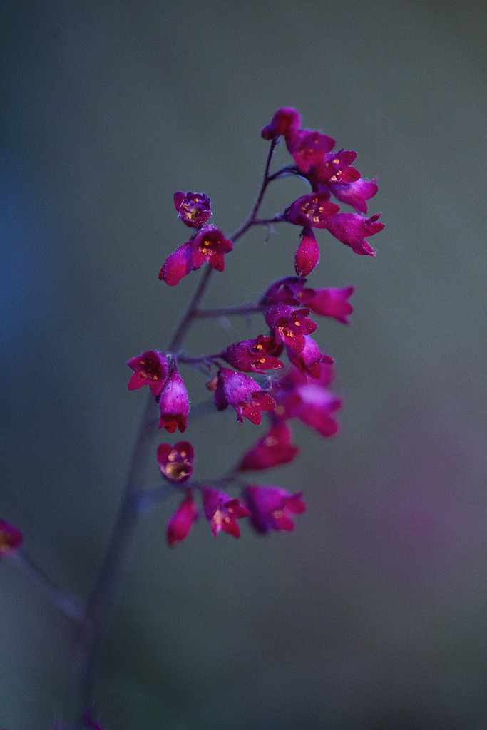 Coral Bell Flowers by pdulis