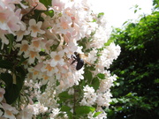 1st Jun 2021 - 6-1-21 beauty and the bee