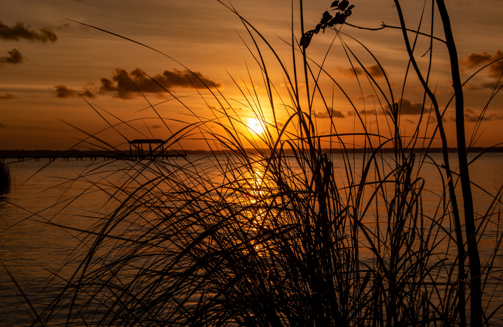 Sunset Through the Reeds by rickster549