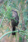 1st Jun 2021 - Female Red-winged Blackbird on Poison Hemlock