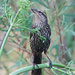 Female Red-winged Blackbird on Poison Hemlock by annepann