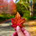 Autumn Colours by positive_energy