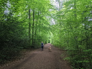 30th May 2021 - A Walk In The Woods