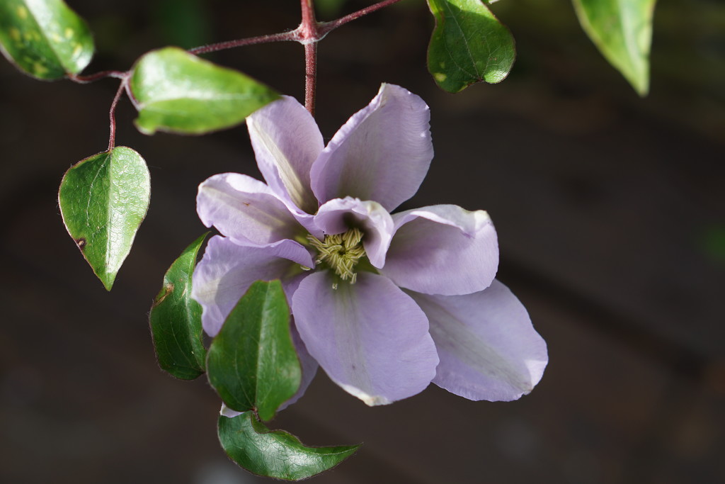 the clematis is out by quietpurplehaze