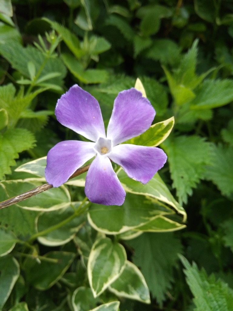 Summer....Vinca( periwinkle) by 365projectorgjoworboys