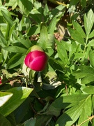 21st May 2021 - This Will Soon be a Perfect Peony