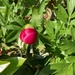 This Will Soon be a Perfect Peony by elainepenney