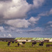 Farming landscape on a heavy wintry day by suez1e