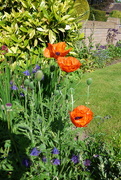 2nd Jun 2021 - Complimentary colours in the garden !