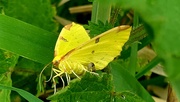 1st Jun 2021 - Brimstone Moth