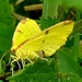 Brimstone Moth by julienne1