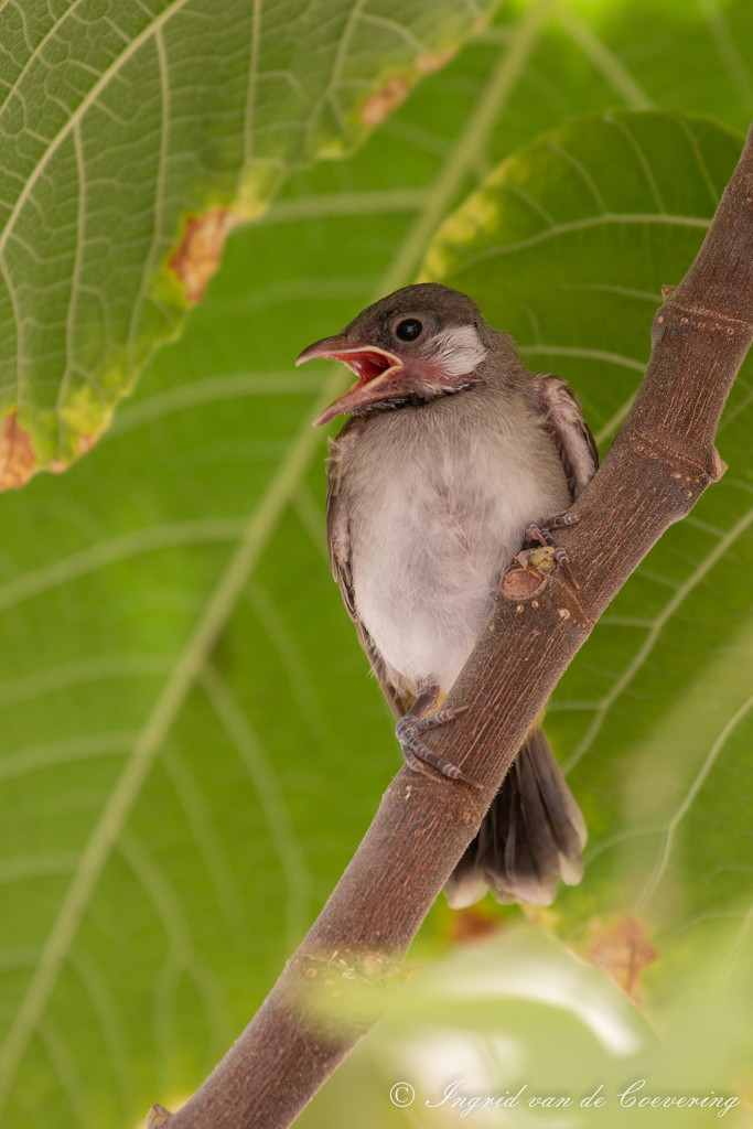 A young White-eared Bulbul! by ingrid01