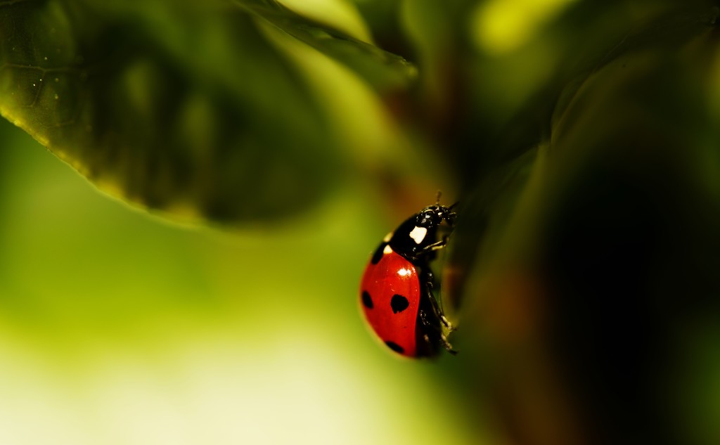 Ladybird - Coccinella by moonbi