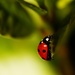 Ladybird - Coccinella by moonbi