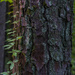 Pine Bark by k9photo