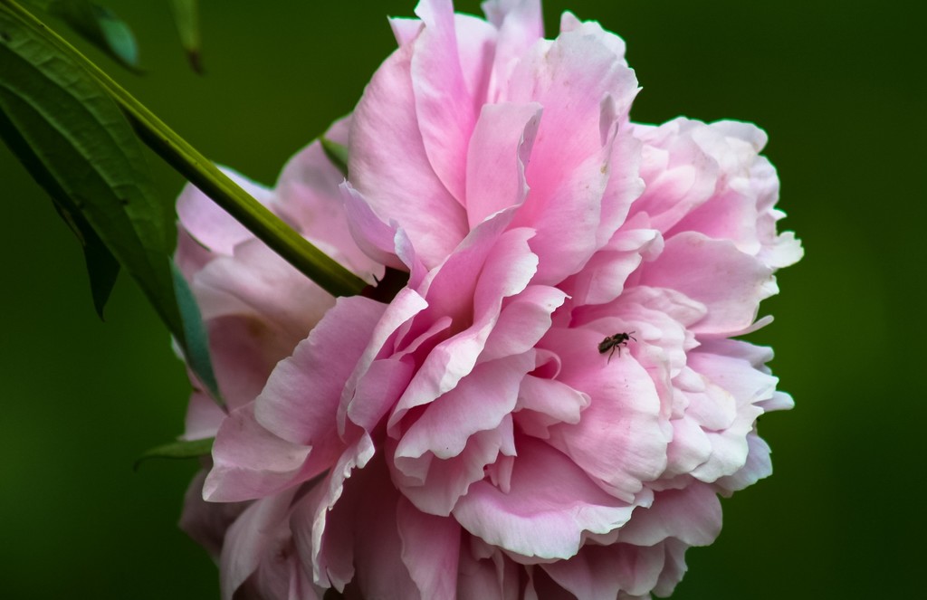 Peony flower by mittens
