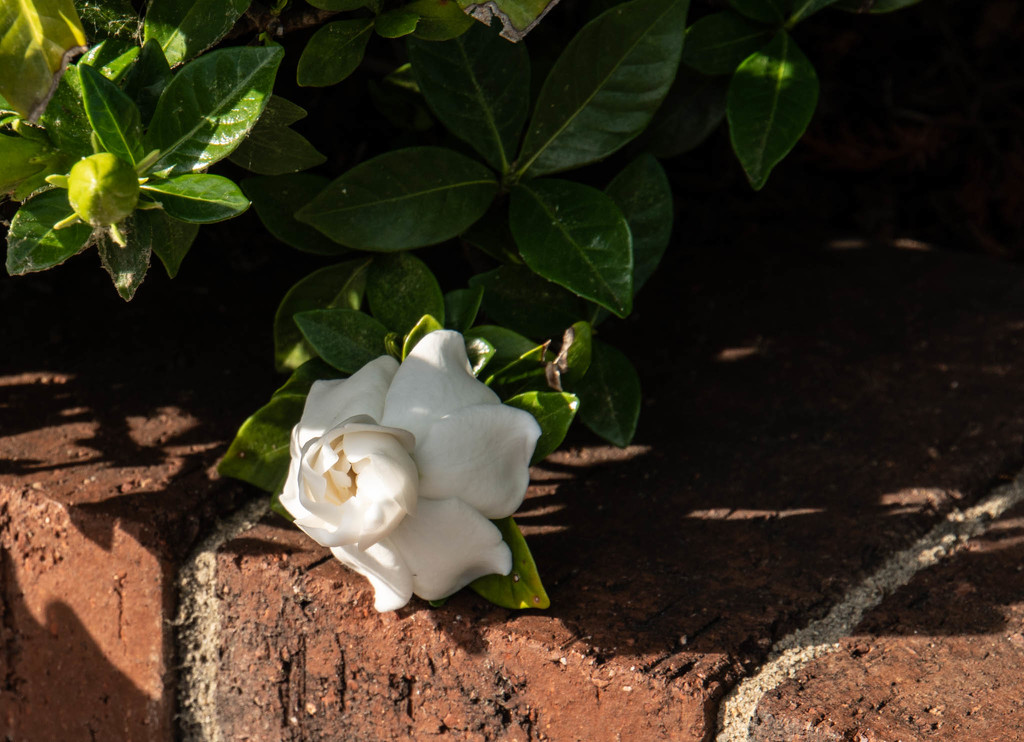 Gardenia early evening by randystreat