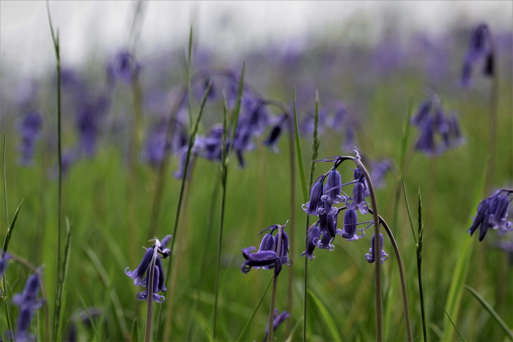 bluebells by christophercox