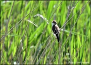 2nd Jun 2021 - Reed warbler