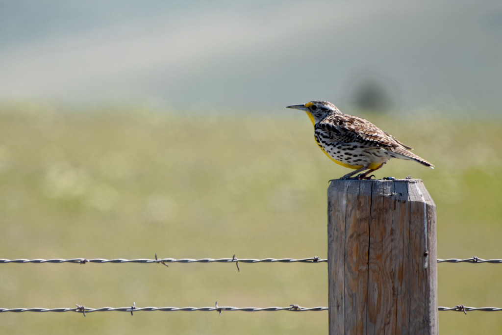 Montana State Bird!  by bjywamer