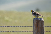 29th May 2021 - Montana State Bird! 