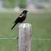 Red-Winged Blackbird by bjywamer