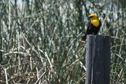 29th May 2021 - Yellow-Headed Blackbird