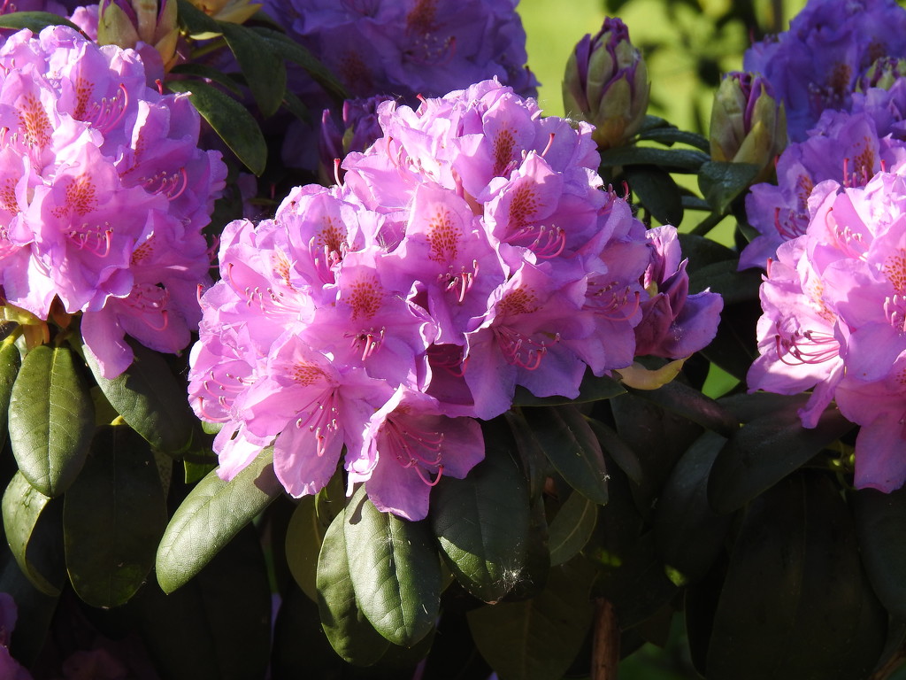  Rhododendron in the Garden 6 by susiemc