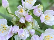 29th May 2021 - Allium Flower
