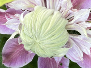 31st May 2021 - Clematis Flower 