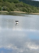 28th May 2021 - Bird at the Reservoir