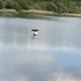 Bird at the Reservoir by cataylor41